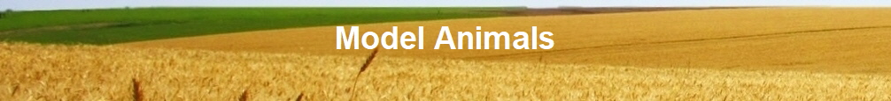 Model Animals