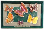 1979 Weetabix Naturecare Picture - British Woodlands Butterflie
